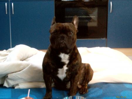 voici le pitt bull du japon de ma soeur lol, vox en plein séance photo