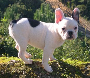 bébé bouledogue francais